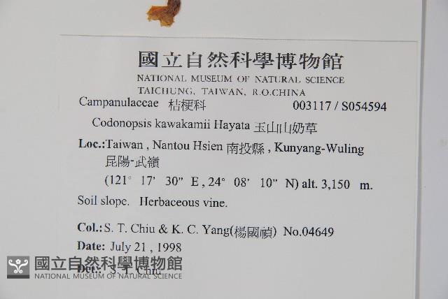 玉山山奶草藏品圖，第2張