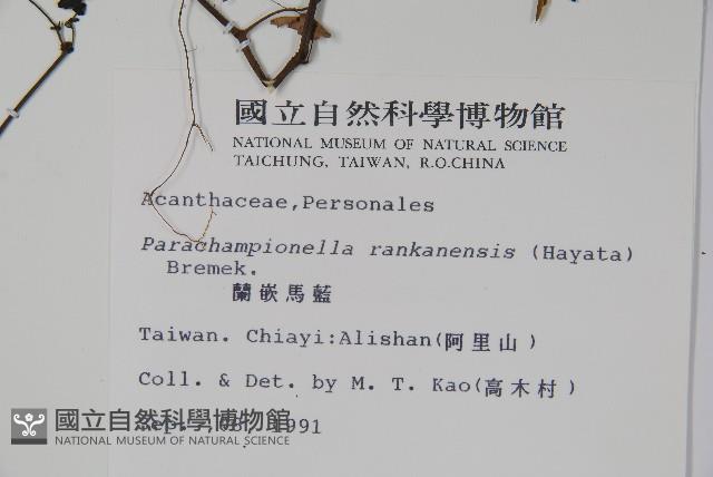 翅柄馬藍藏品圖，第2張