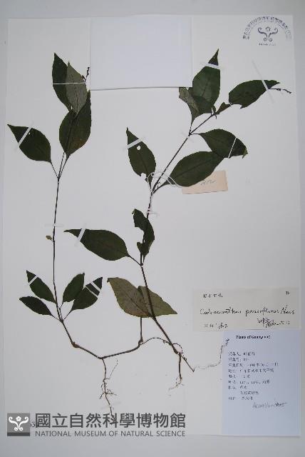 針刺草藏品圖，第1張