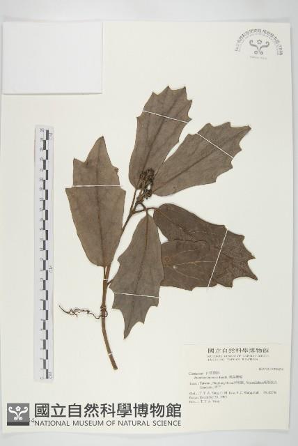 桃葉珊瑚藏品圖，第1張