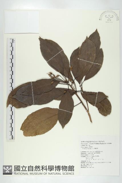 猴歡喜藏品圖，第1張