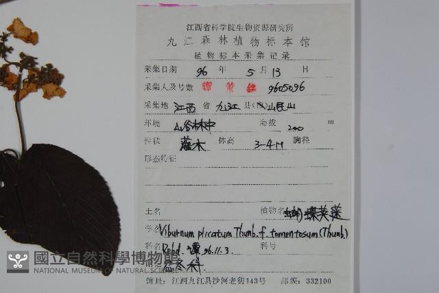 蝴蠂莢迷藏品圖，第2張