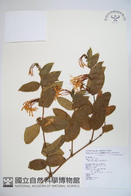 大花忍冬藏品圖，第1張