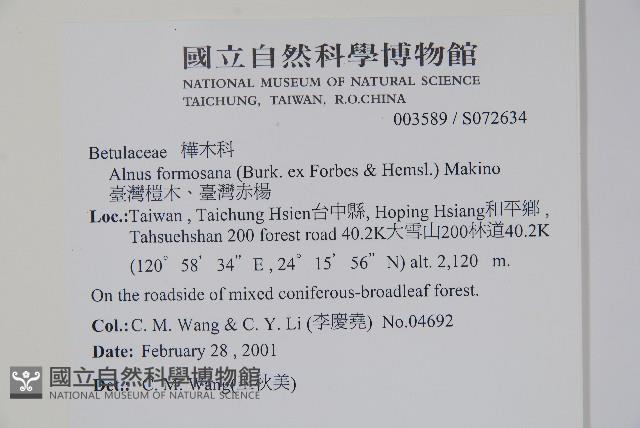 臺灣赤楊、臺灣榿木藏品圖，第2張