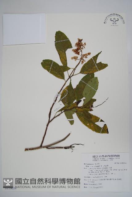 厚殼樹藏品圖，第1張