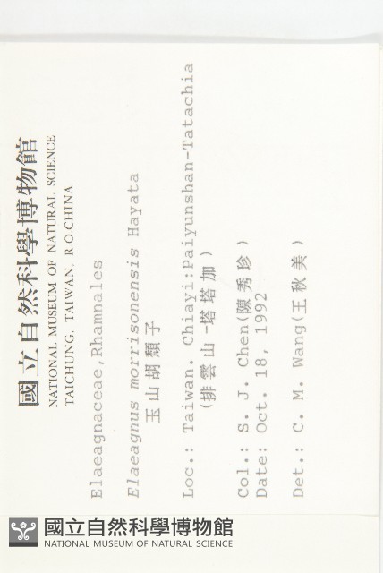 玉山胡頹子藏品圖，第2張