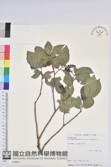 枯里珍藏品圖，第1張