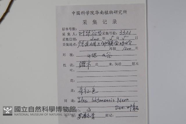 羅浮冬青、矮冬青藏品圖，第2張