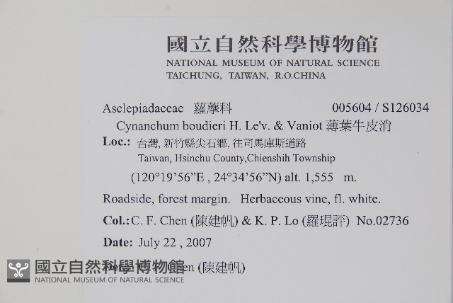 薄葉牛皮消藏品圖，第2張