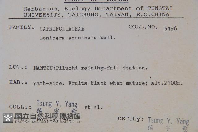 阿里山忍冬、漸尖葉忍冬藏品圖，第2張