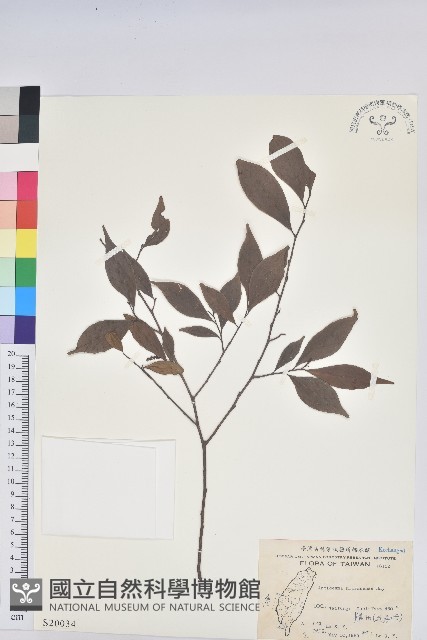 南仁五月茶藏品圖，第1張