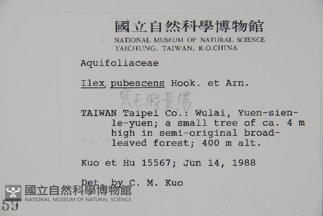 密毛假黃楊藏品圖，第2張