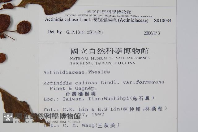 硬齒獼猴桃藏品圖，第2張