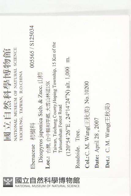 山柿, 山豆柿藏品圖，第2張