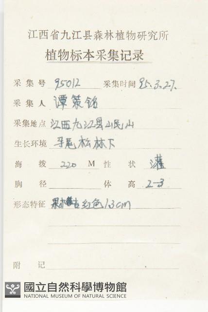 胡頹子藏品圖，第2張