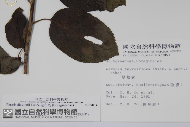破布烏藏品圖，第2張