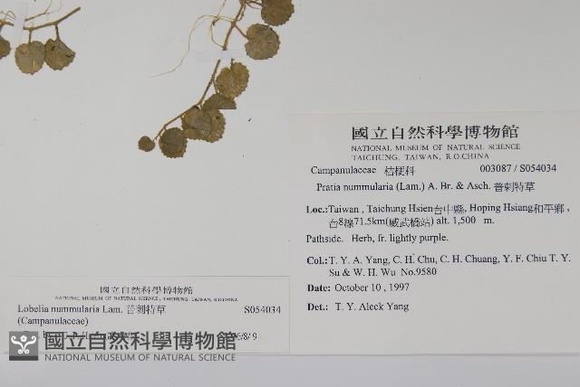 普刺特草藏品圖，第2張