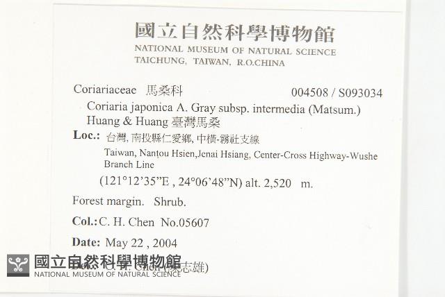 臺灣馬桑藏品圖，第2張