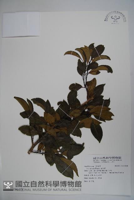 鐵冬青藏品圖，第1張