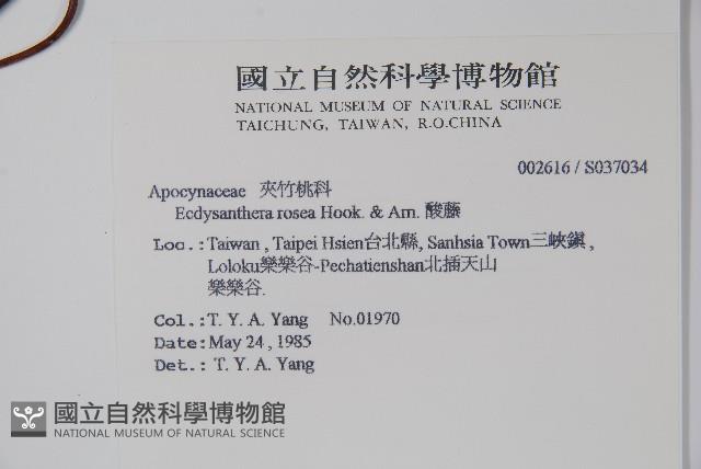 酸藤藏品圖，第2張