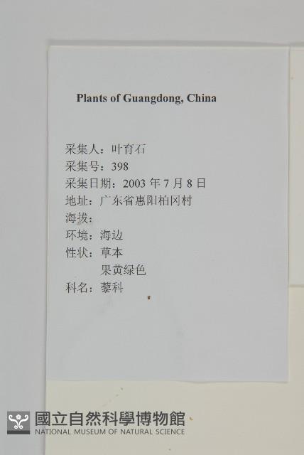 變葉藜藏品圖，第2張