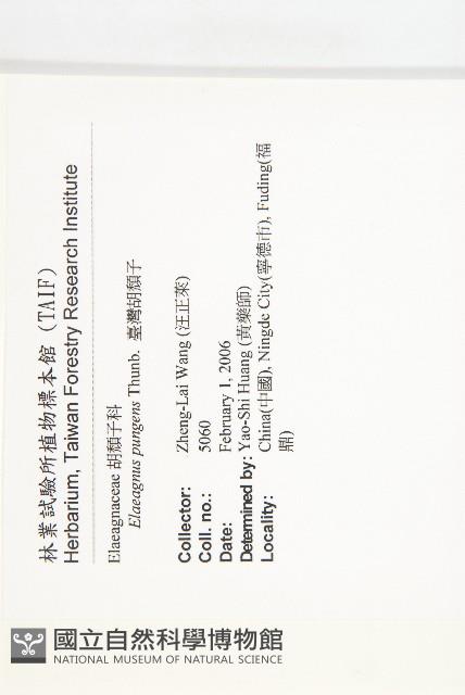 胡頹子藏品圖，第2張