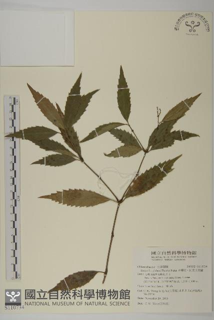 草珊瑚、紅果金粟蘭藏品圖，第1張