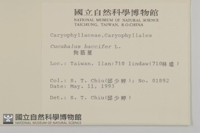 狗筋蔓藏品圖，第2張