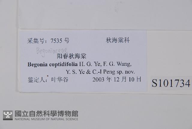 陽春秋海棠藏品圖，第2張