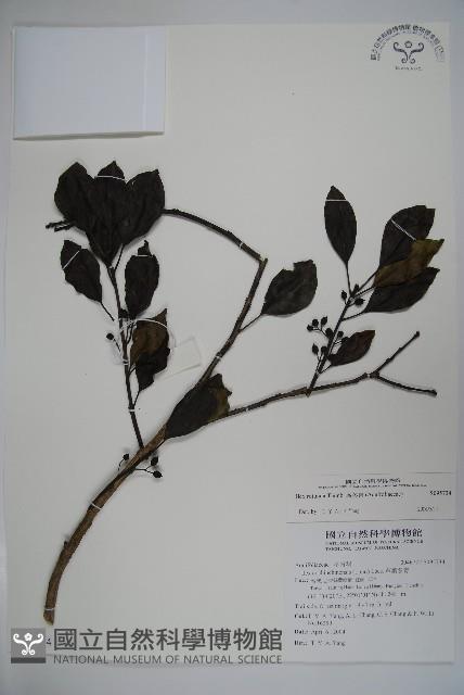 鐵冬青藏品圖，第1張