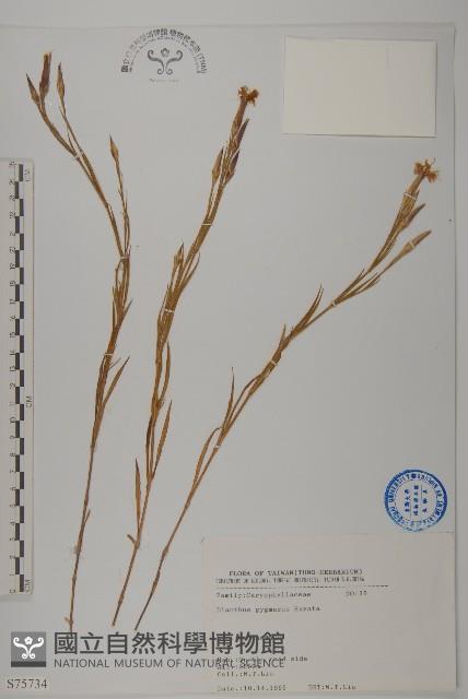 玉山石竹藏品圖，第1張