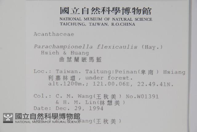 曲莖馬藍藏品圖，第2張