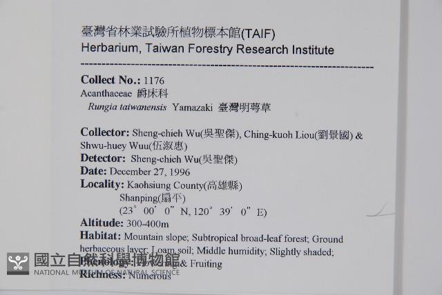 臺灣明萼草藏品圖，第2張