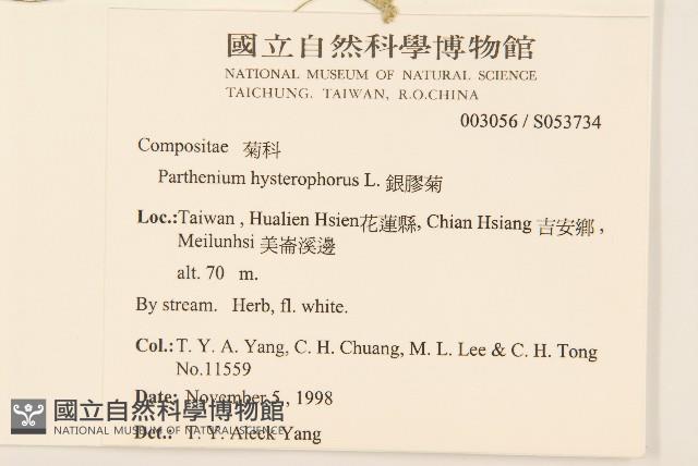 銀膠菊藏品圖，第2張