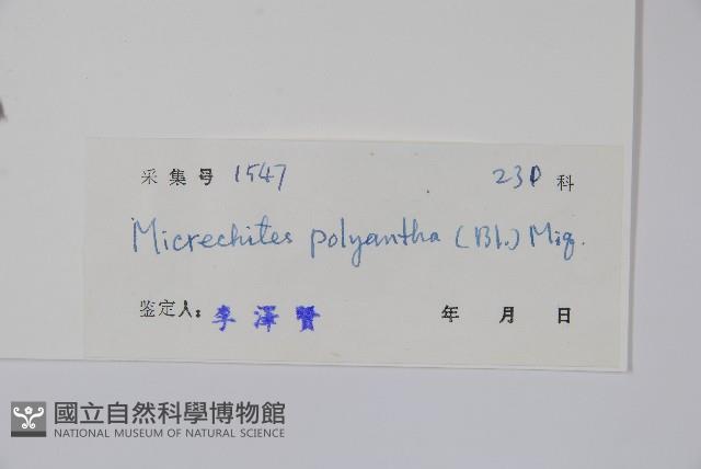 小花藤藏品圖，第2張