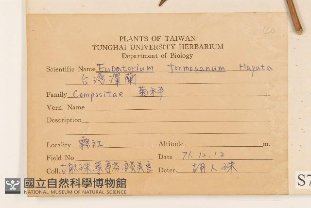 臺灣澤蘭藏品圖，第2張