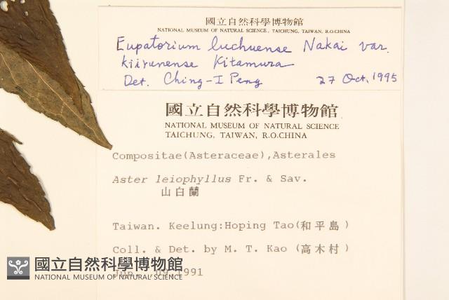 琉球澤蘭藏品圖，第2張