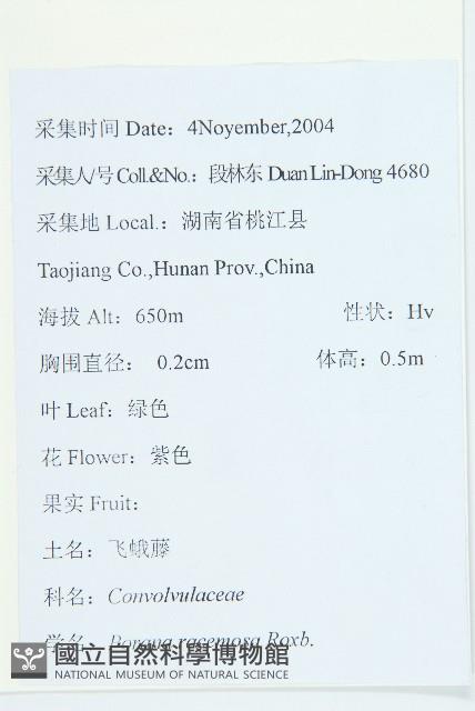 飛蛾藤藏品圖，第2張