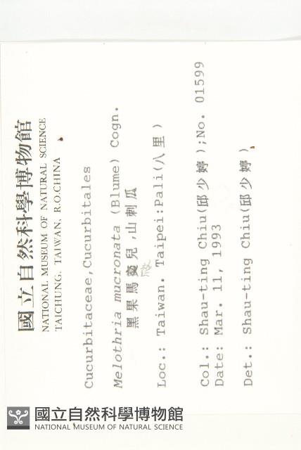 黑果馬交兒藏品圖，第2張