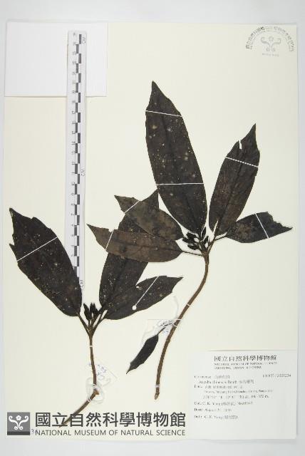 桃葉珊瑚藏品圖，第1張