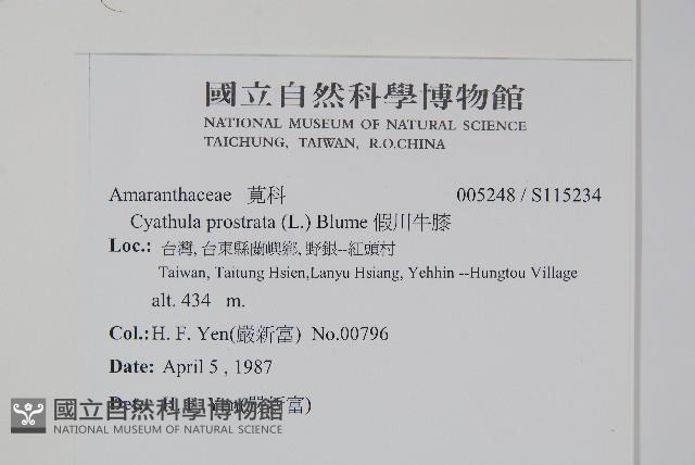 假川牛膝藏品圖，第2張