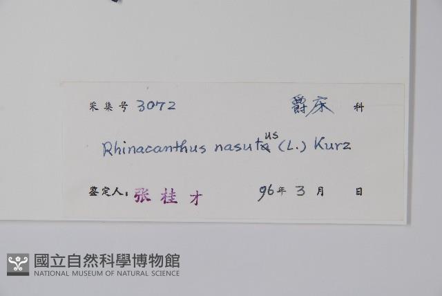 仙鶴草、白鶴靈芝藏品圖，第2張