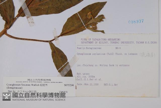 琉璃草藏品圖，第2張