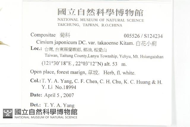 白花小薊藏品圖，第2張