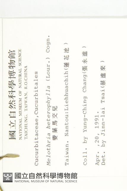 變葉馬交兒藏品圖，第2張