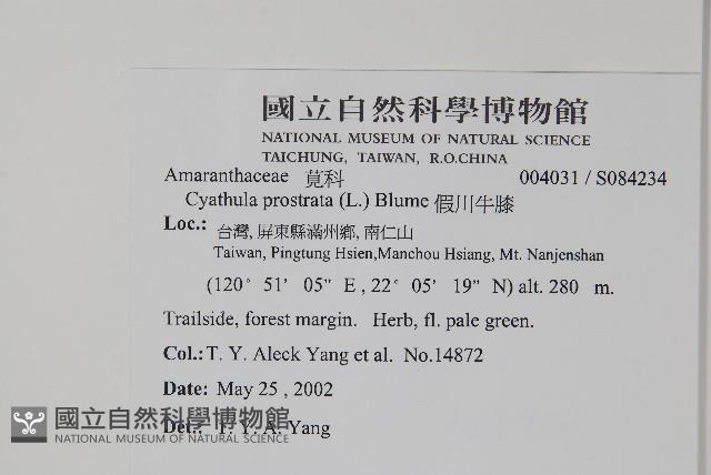 假川牛膝藏品圖，第2張