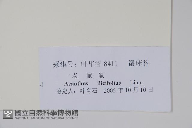 老鼠?、軟骨牡丹藏品圖，第2張