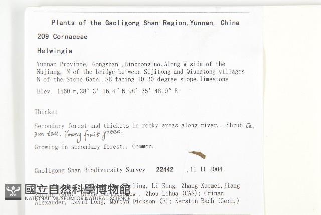 西藏青莢葉藏品圖，第2張