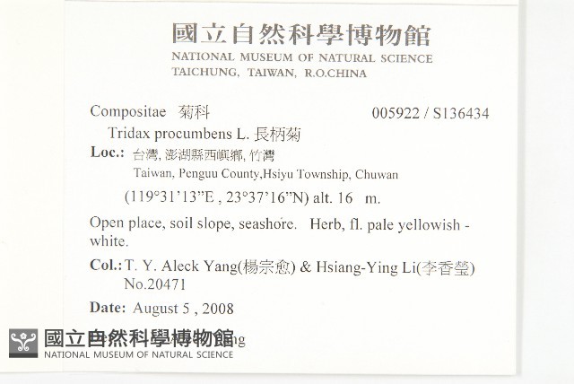 長柄菊藏品圖，第2張