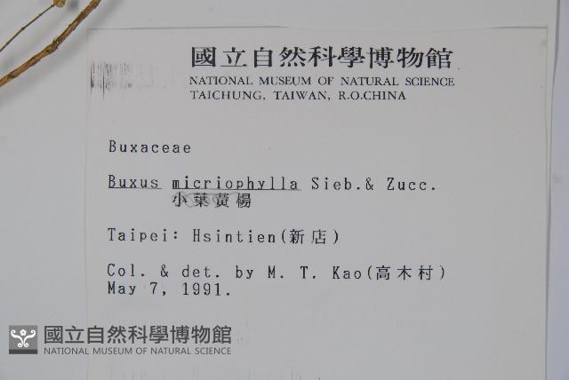 姬黃楊藏品圖，第2張